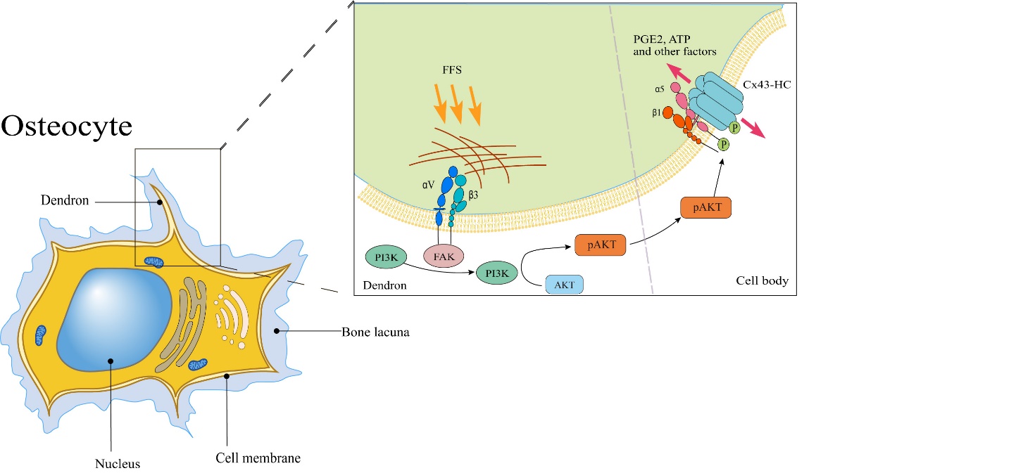 まとめ　c45 e96 Gap junction protein Connexin-43 is a direct transcriptional