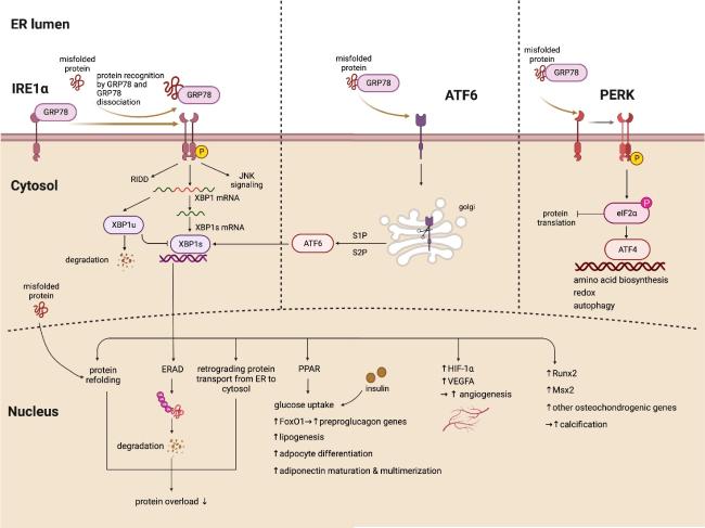 X-box Binding Protein 1: An Adaptor in the Pathogenesis of