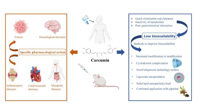 Pharmacological Mechanisms and Clinical Applications of Curcumin: Update