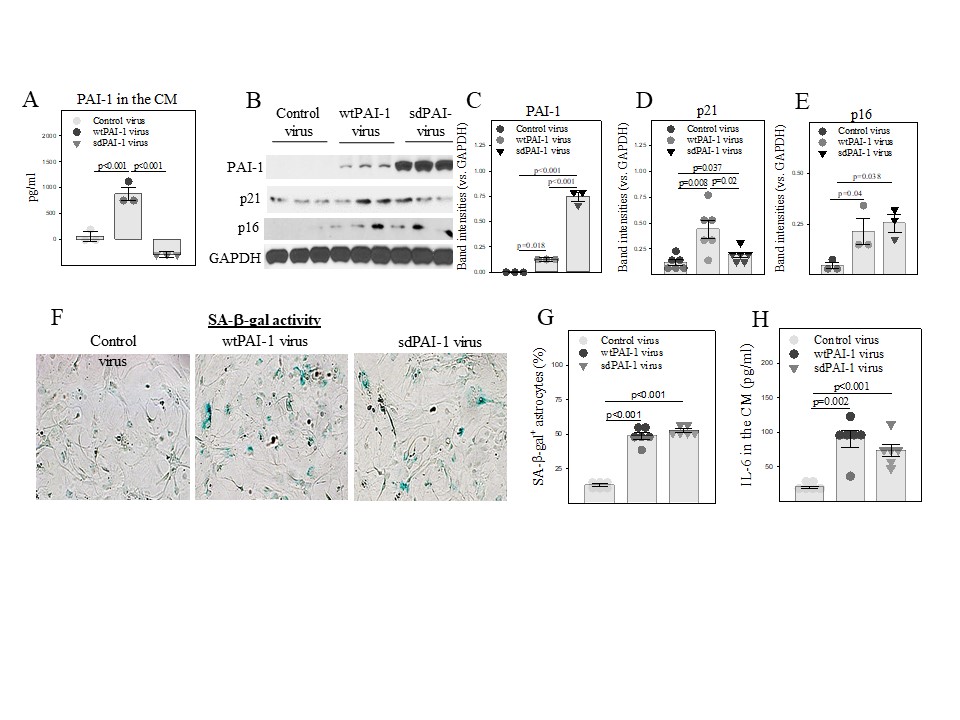 Plasminogen Activator Inhibitor-1 Is a Marker and a Mediator of