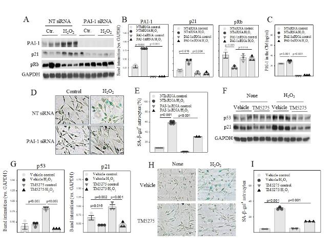 Plasminogen Activator Inhibitor-1 Is a Marker and a Mediator of