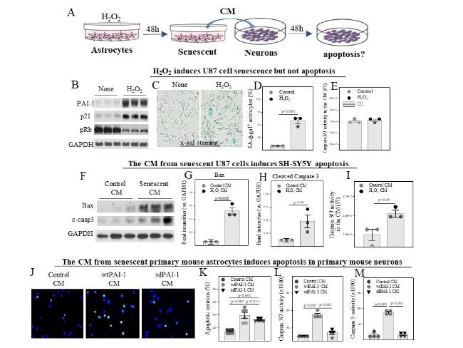 Aging, Plasminogen Activator Inhibitor 1, Brain Cell Senescence