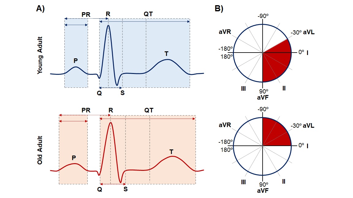 Cardiac System during the Aging Process