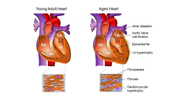 Cardiac System during the Aging Process
