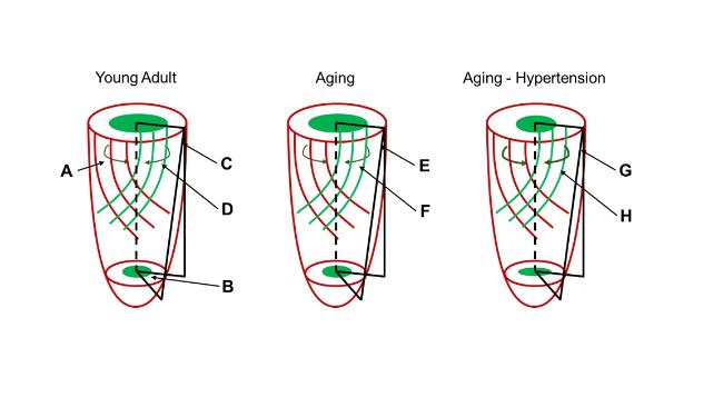 Cardiac System during the Aging Process