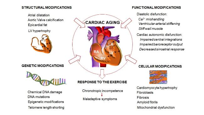Cardiac System during the Aging Process