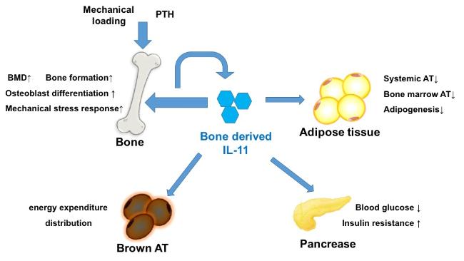 The Emerging Role of Interleukin IL 11 IL 11R in Bone Metabolism and Homeostasis From Cytokine to Osteokine