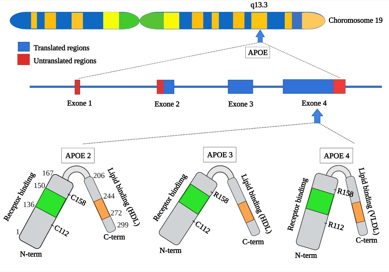 glutathione polmorphism and apoe e4 Apolipoprotein ε in Brain Retinal Neurodegenerative Diseases Oxalates, Lectins & Dieting: