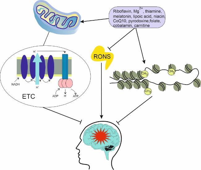 Different Aspects of Aging in Migraine