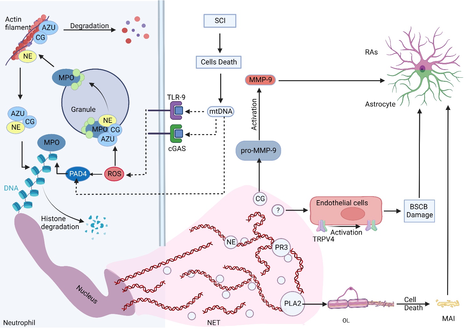 Chondroitin Sulfate Proteoglycans Revisited: Its Mechanism of