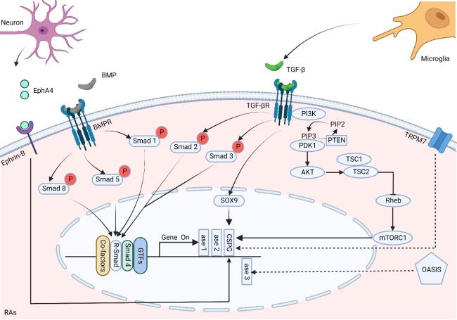 Chondroitin Sulfate Proteoglycans Revisited: Its Mechanism