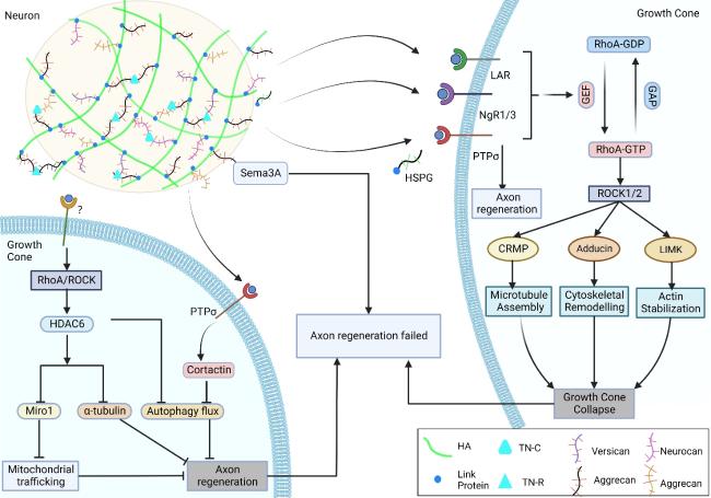 Chondroitin Sulfate Proteoglycans Revisited: Its Mechanism of