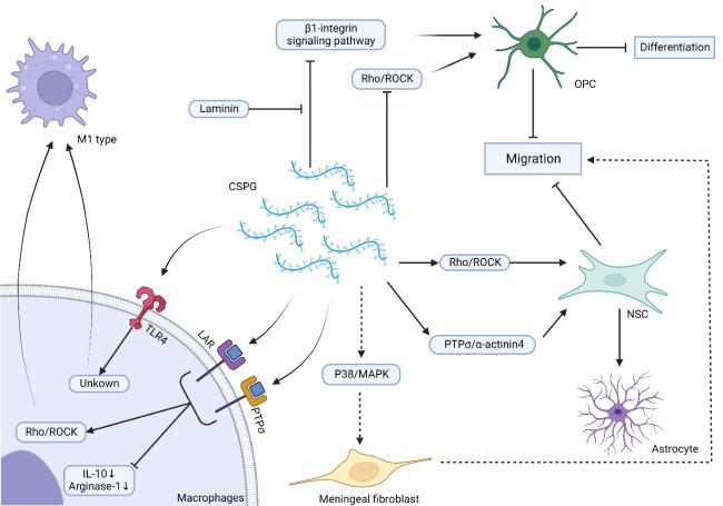 PTP フィギュア Chondroitin Sulfate Proteoglycans Revisited: Its Mechanism