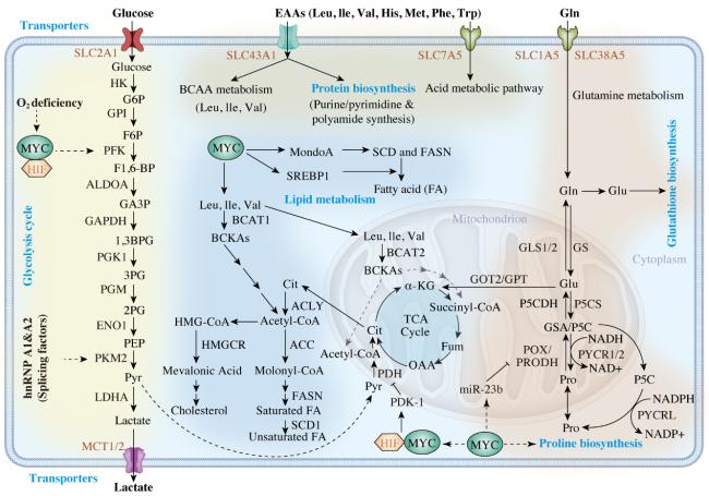 MYC Oncogene: A Druggable Target for Treating Cancers with MYC Oncogene: A Druggable Target for Treating Cancers with