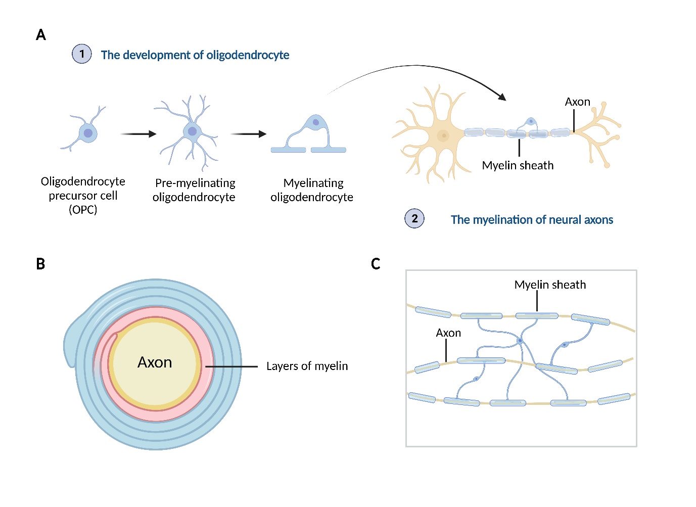 glutathione myelin sheath repair Exogenous Antioxidants in Remyelination and Skeletal Muscle Recovery Two drug strategies boost myelin