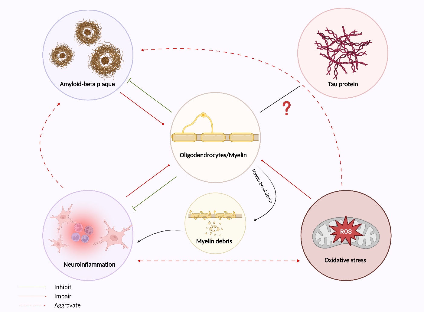 Myelin Pathology in Alzheimer's Disease: Potential Therapeutic Opportunities