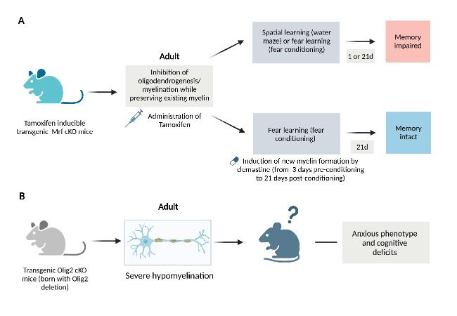 glutathione myelin sheath repair A bloody brake on myelin repair main image 1