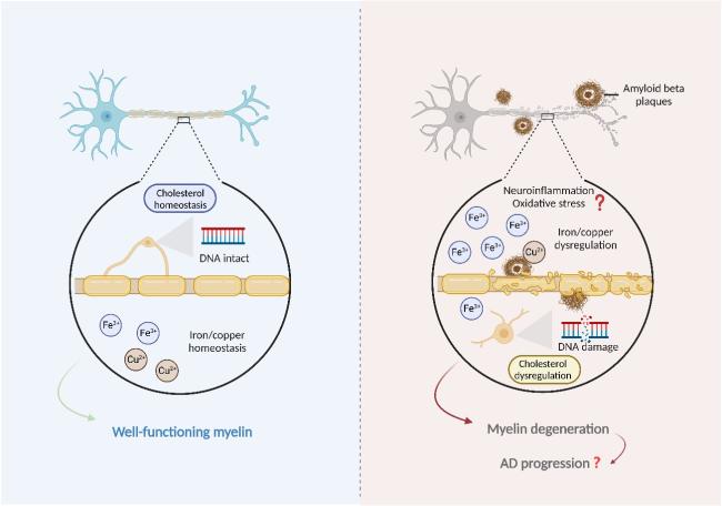 Myelin Pathology in Alzheimer's Disease: Potential Therapeutic Opportunities