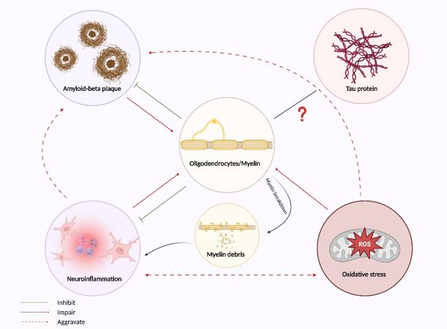 glutathione myelin sheath repair Myelin Pathology in Alzheimer's Disease: Potential Therapeutic Opportunities