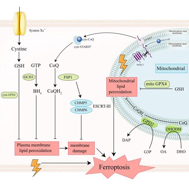 is glutathione safe for teens Glutathione S‐transferase‐Pi 1 protects cells from irradiation‐induced  death by inhibiting ferroptosis in pancreatic cancer - Zhu - 2024 - The  FASEB Journal main image 1