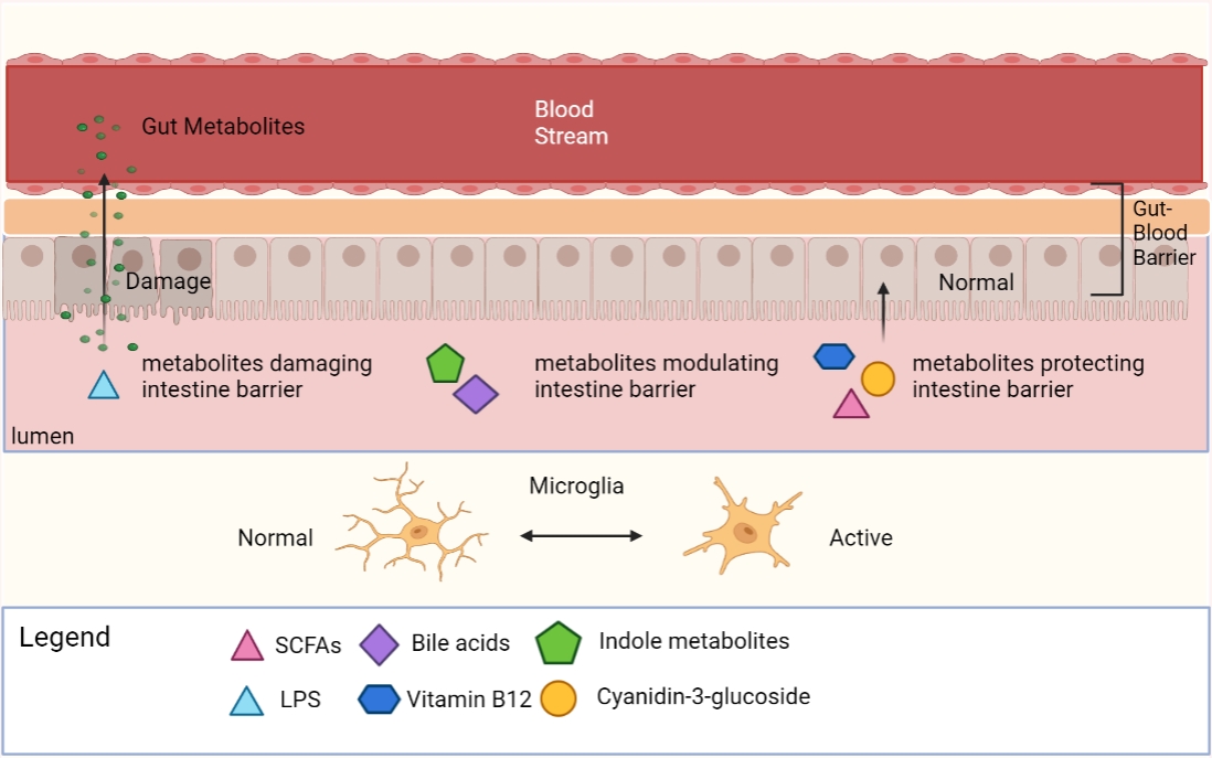 Jコンセプト 送料 Gut Metabolites Acting on the Gut-Brain Axis: Regulating the