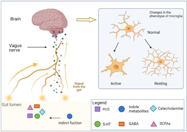 その他 HT Gut Metabolites Acting on the Gut-Brain Axis: Regulating the