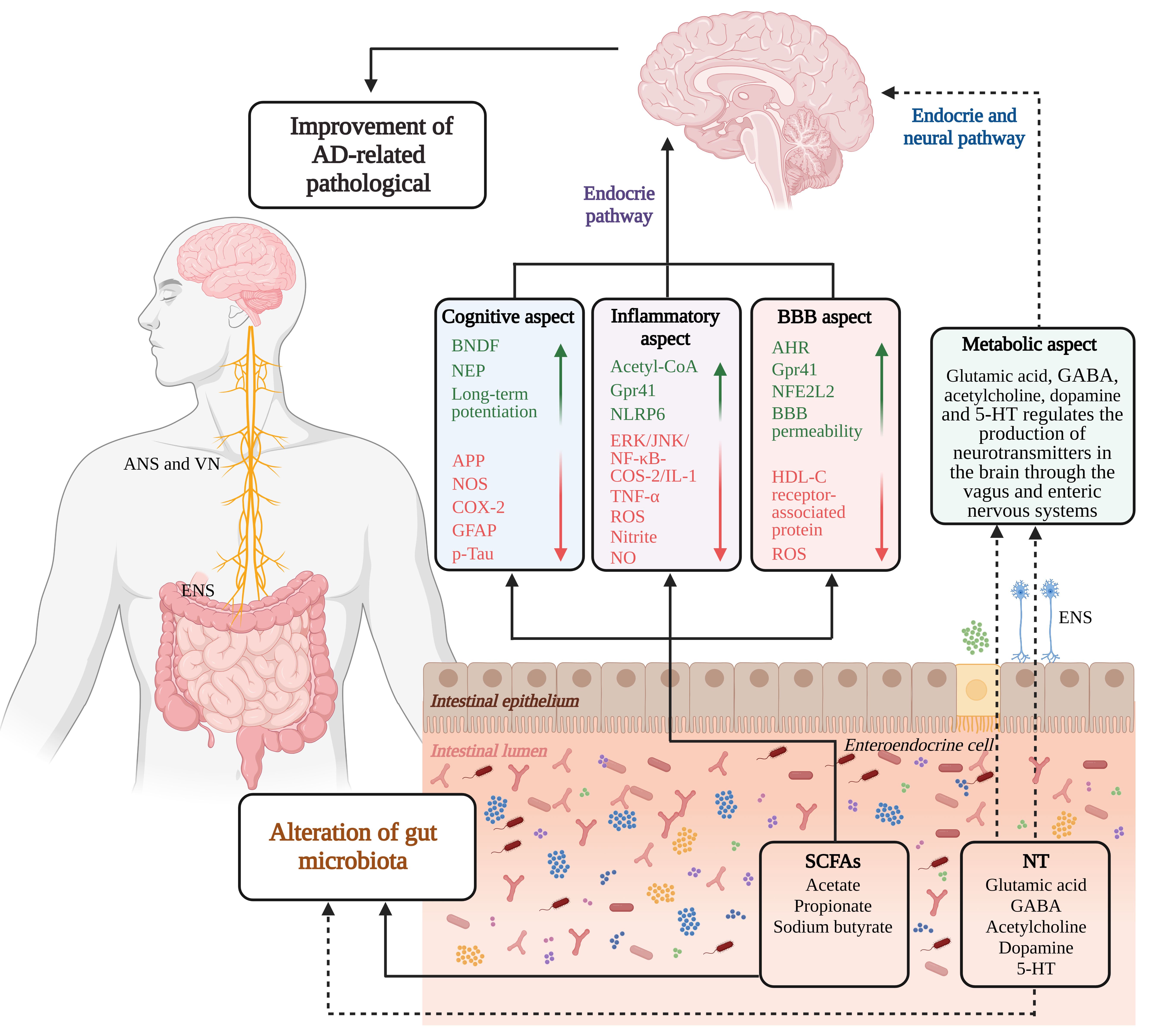 Microbiota-Gut-Brain Axis Dysregulation in Alzheimers Disease:  Multi-Pathway Effects and Therapeutic Potential