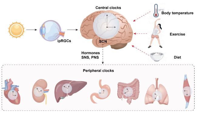 The Role of Circadian Rhythm in Neurological Diseases: A