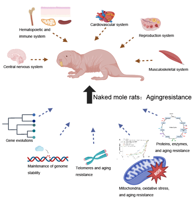 Mole Rat Life Cycle Super Sugar Keeps Naked Mole Rats Cancer Free