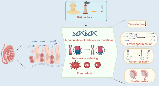 nn nn Role and Mechanism of Epigenetic Regulation in the Aging of Germ