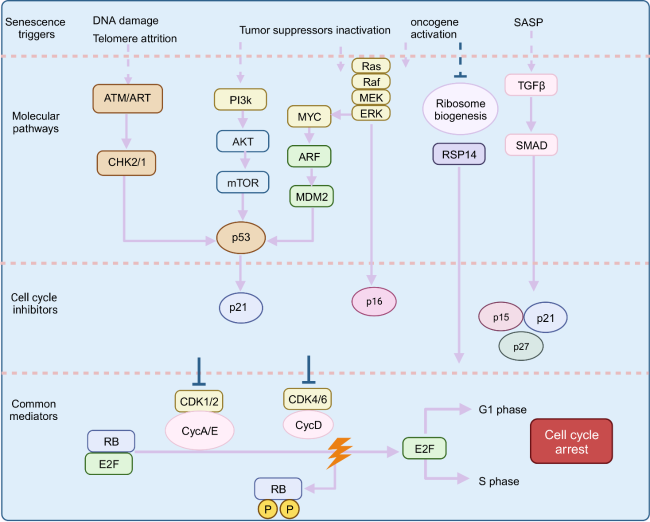 Role and Mechanism of Epigenetic Regulation in the Aging of
