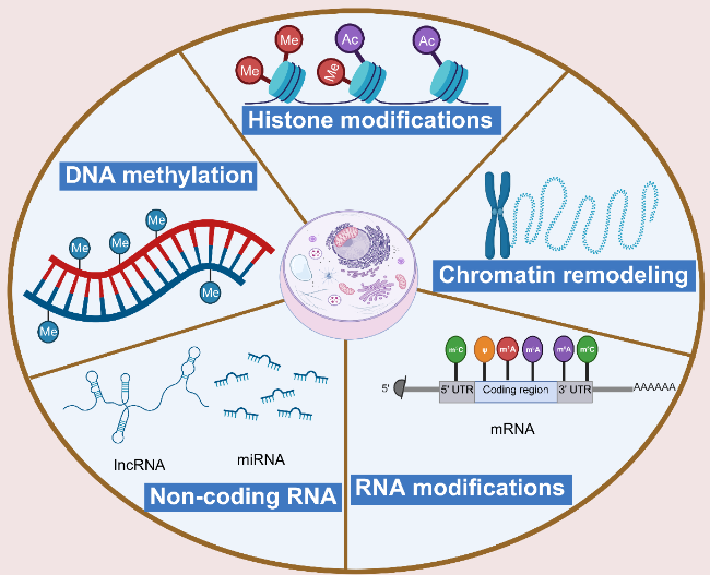 Role and Mechanism of Epigenetic Regulation in the Aging of