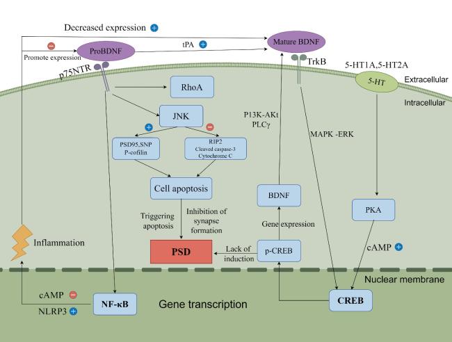 Inflammatory Pathogenesis of Post-stroke Depression