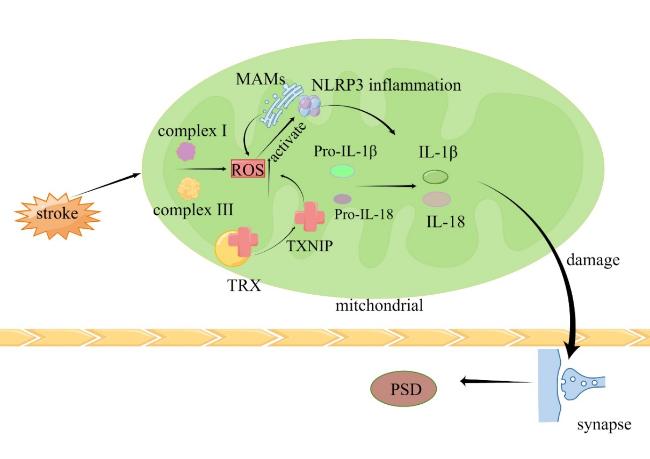 Inflammatory Pathogenesis of Post-stroke Depression