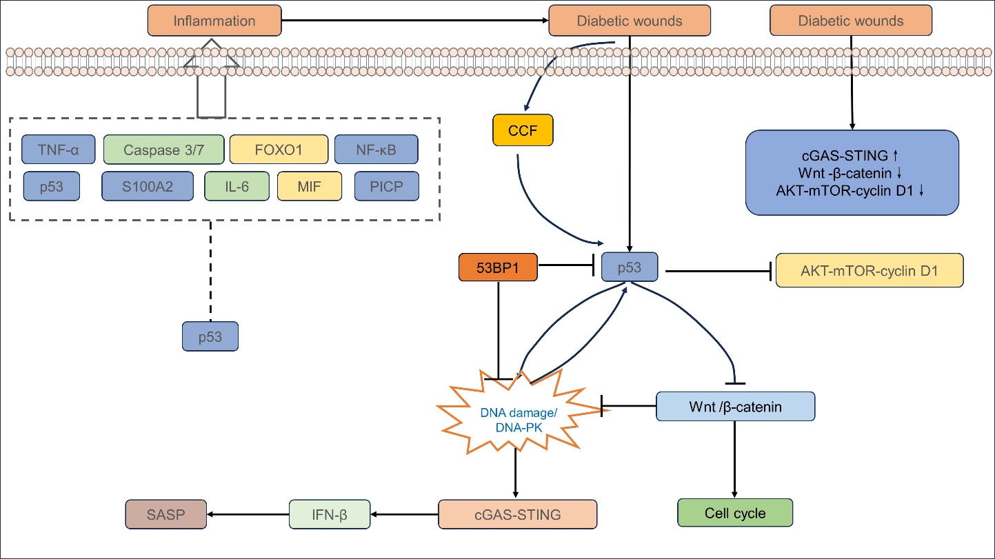 Human Plasmacytoid Dendritic Cells and Cutaneous Melanoma