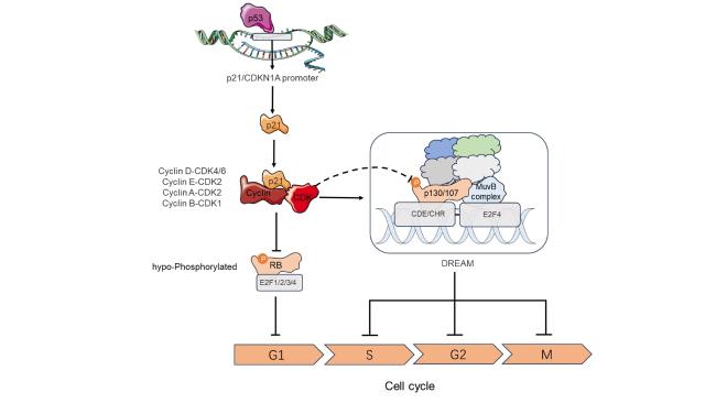 The Role of p53 in Regulating Chronic Inflammation and PANoptosis