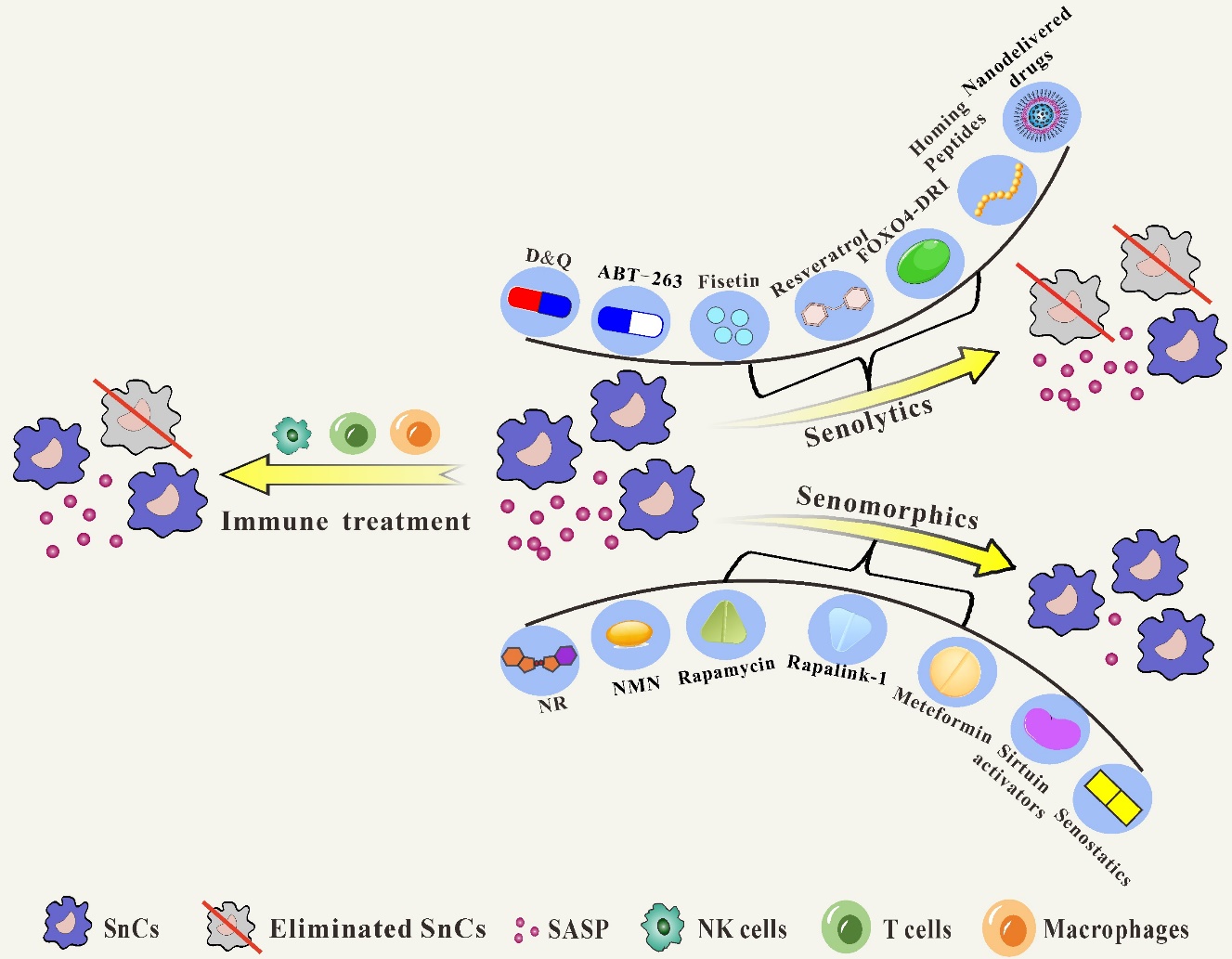 foxo4-dri senolytic peptide 2024 Targeting Cellular Senescence in Aging and Age-Related Diseases:  Challenges, Considerations, and the Emerging Role of Senolytic and  Senomorphic Therapies
