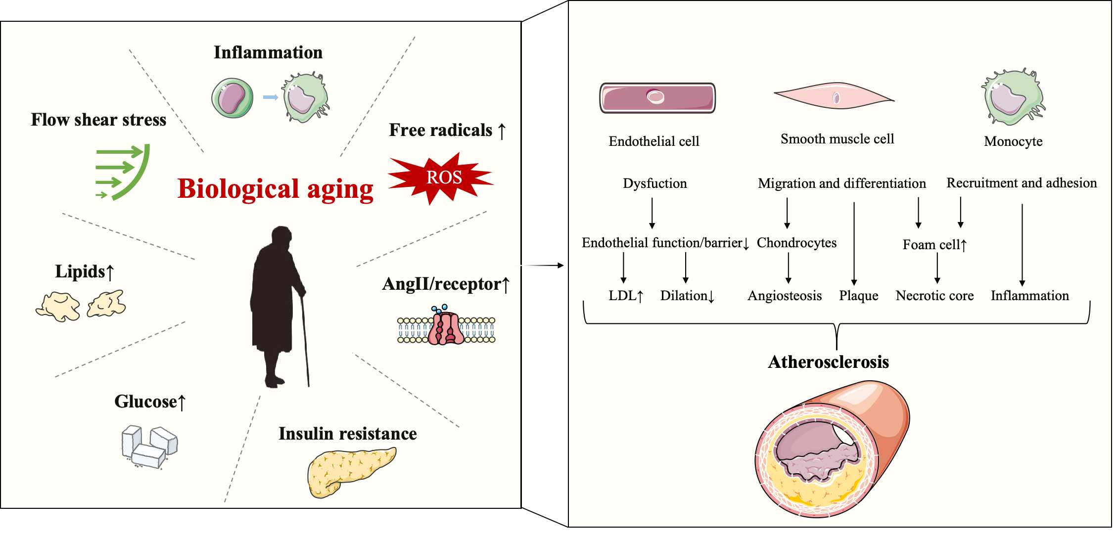 glutathione artheriolsclerosis Vascular Aging and Atherosclerosis: A Perspective on Aging Overexpression of Glutathione S-Transferases