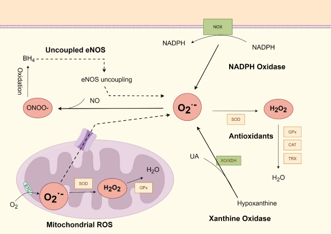glutathione peroxidase and endothelial nitric oxide synthase Oxide: Key Team Players in Use and Disuse of Skeletal Muscle ROS-Induced Endothelial Dysfunction in the