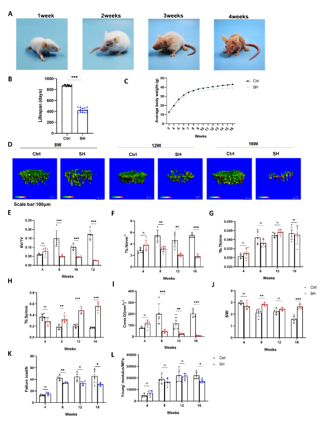 Hypermethylation of Bmp2 and Fgfr2 Promoter Regions in Bone