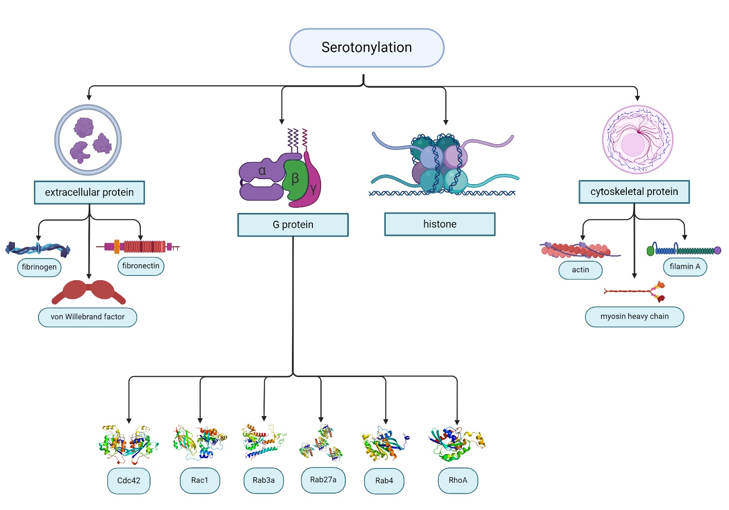 Role of Serotonylation and SERT Posttranslational
