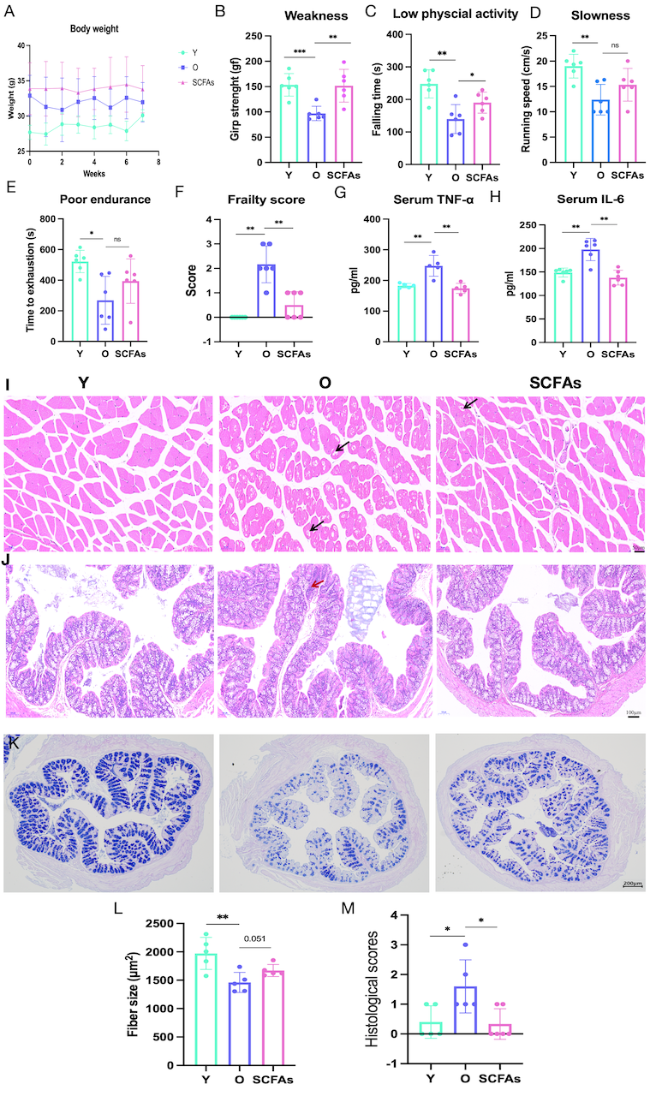 Fecal Microbiota Transplantation Attenuates Frailty via Gut-Muscle