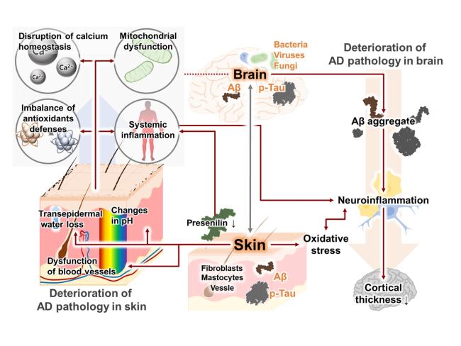 Skin-brain axis in Alzheimer's disease - Pathologic