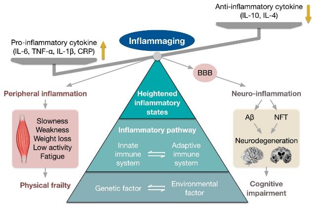 Correlations between human alveolar macrophage particulate matter load, air pollution particulate matter levels, and systemic inflammation markers in Mexico City – Nature