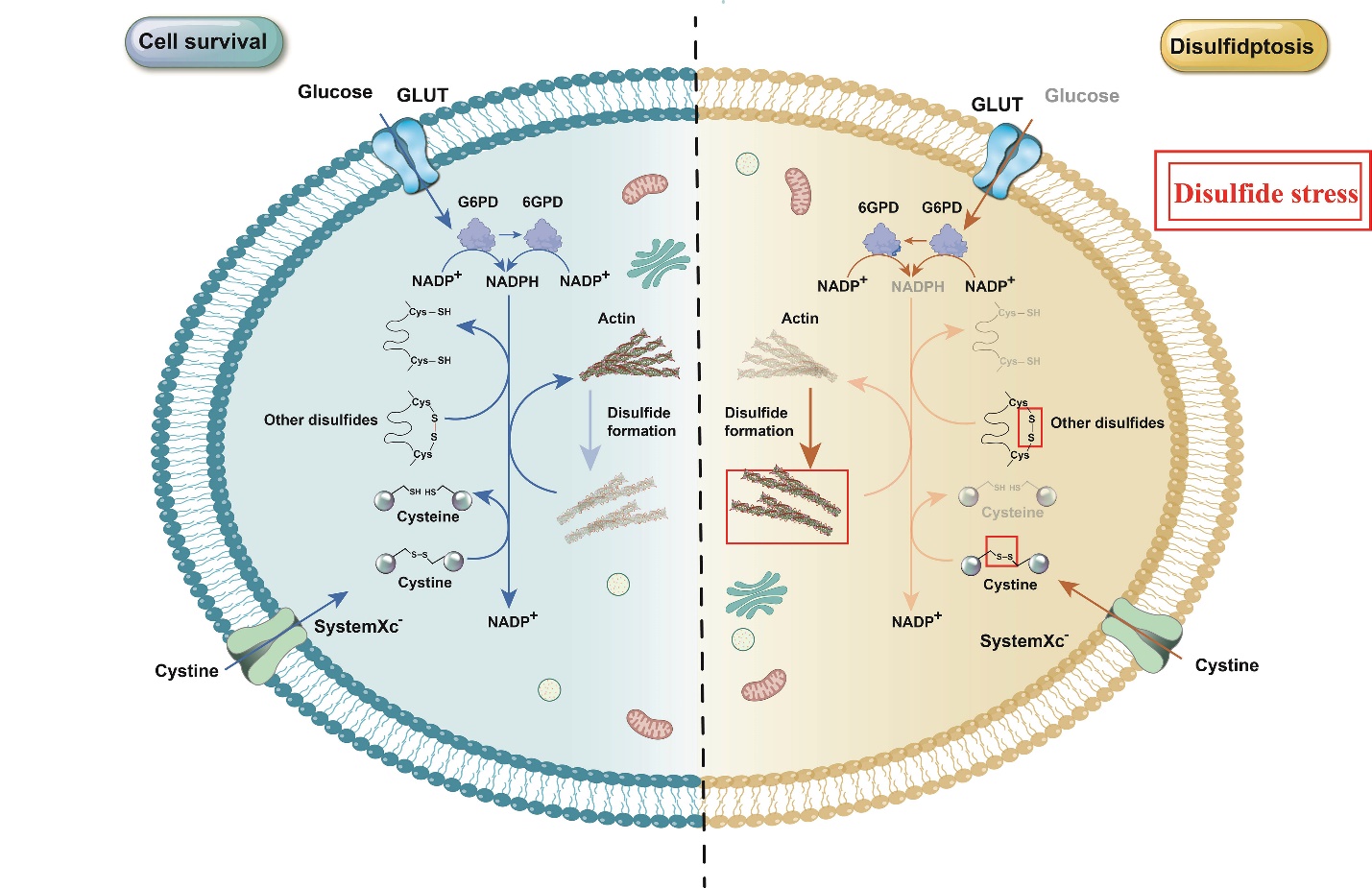 Disulfidptosis, A Novel Cell Death Pathway: Molecular Landscape and Therapeutic Implications Disulfidptosis, A Novel Cell Death Pathway: Molecular Landscape and Therapeutic Implications