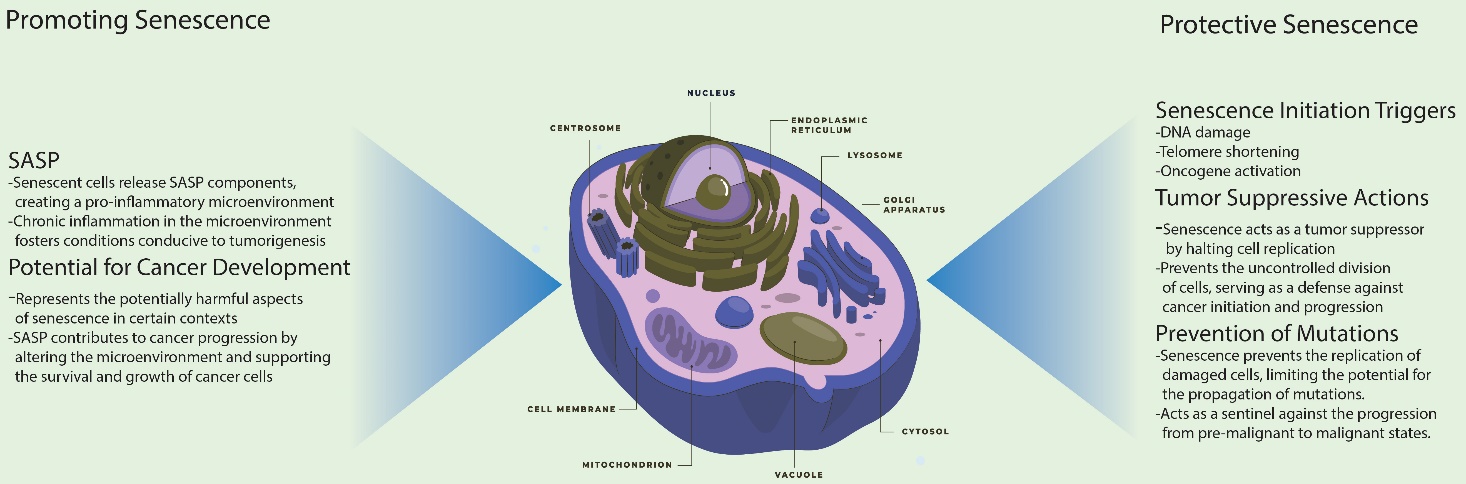 The Antiproliferative Activity of Adiantum pedatum Extract