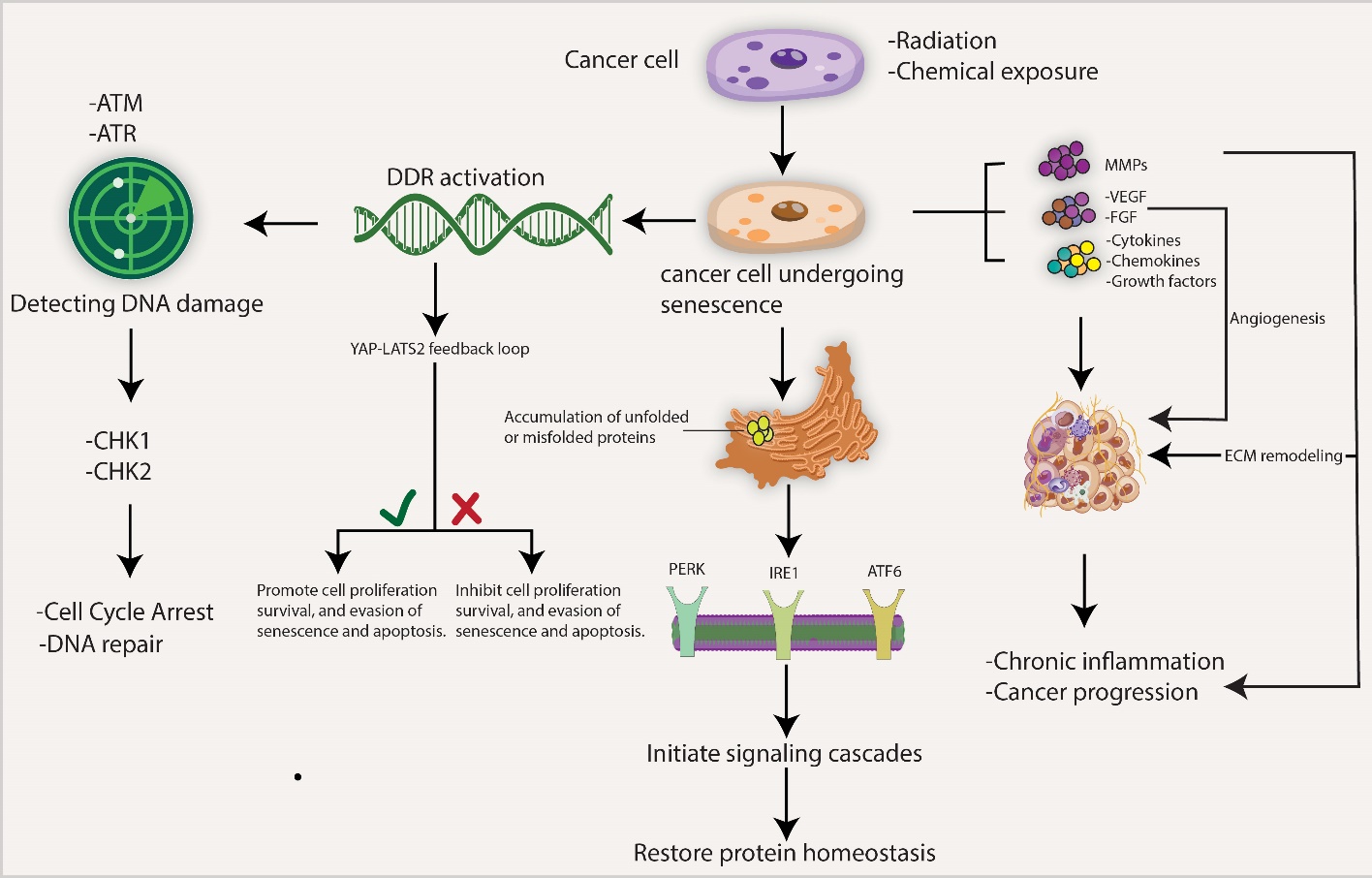 メンテナンス RRRR Cellular Aging and Senescence in Cancer: A Holistic Review