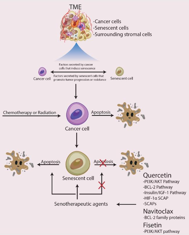 メンテナンス RRRR Cellular Aging and Senescence in Cancer: A Holistic Review