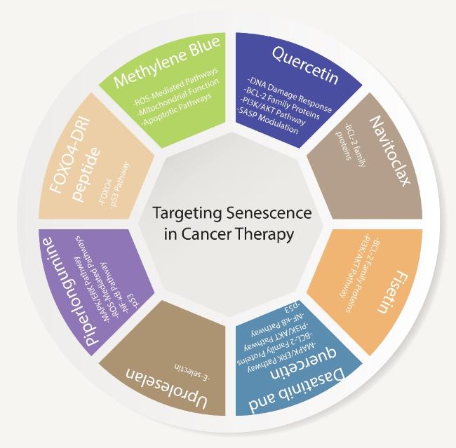 Cellular Aging and Senescence in Cancer: A Holistic Review of Cellular Fate  Determinants