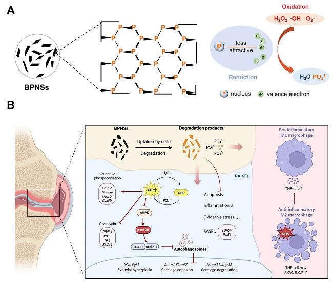 Treatment of Rheumatoid Arthritis Based on the Inherent